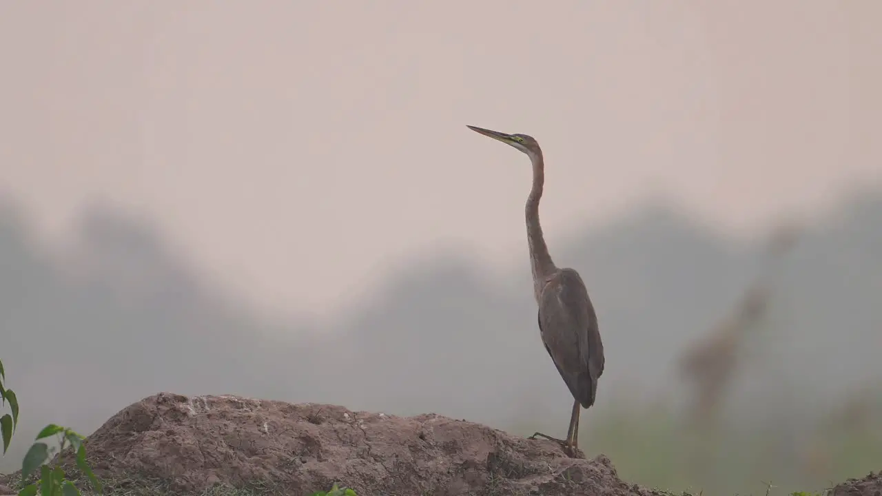 Purple Heron in Wetland Area in Morning