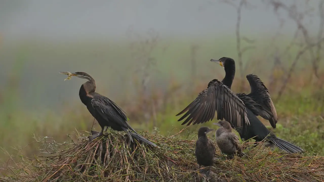 Snake Bird Great Cormorant and Little Cormorants Resting in Morning