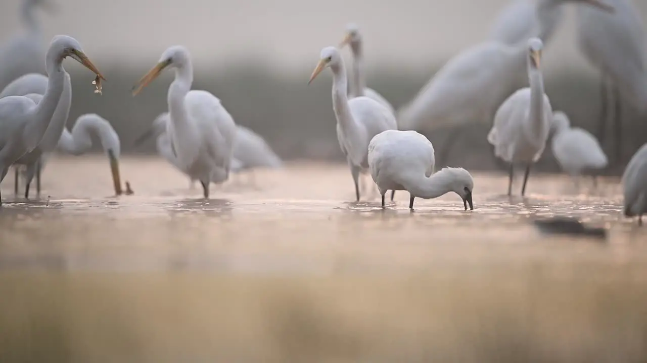 Eurasion Spoonbill Feeding in Wetland