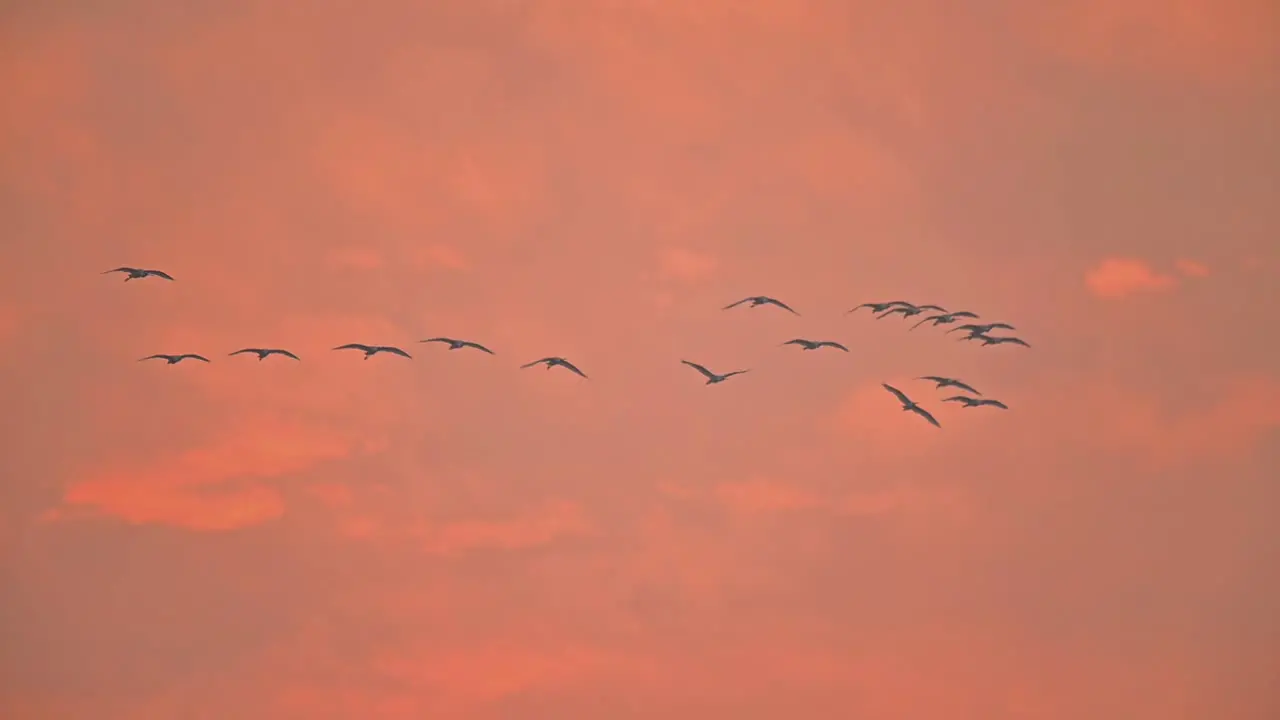 Flock of birds Flying in Sunrise