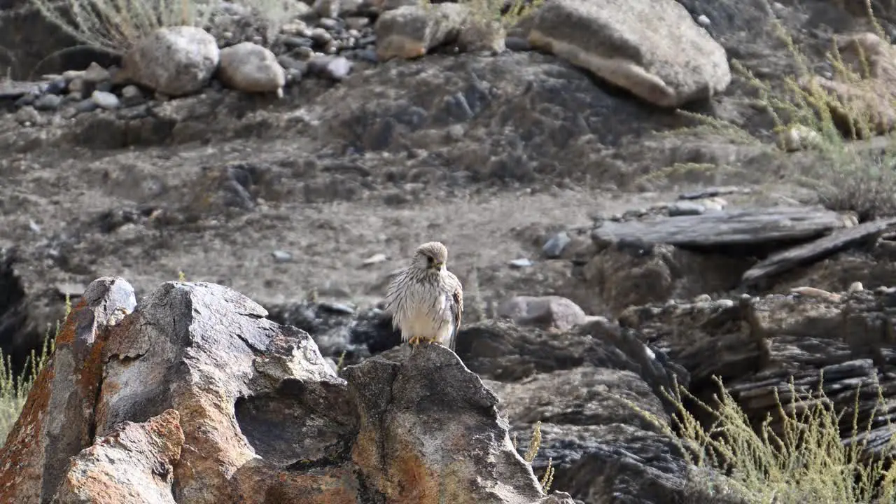 Common kestrel -Falco tinnunculus perching on Rock in Mountain Area