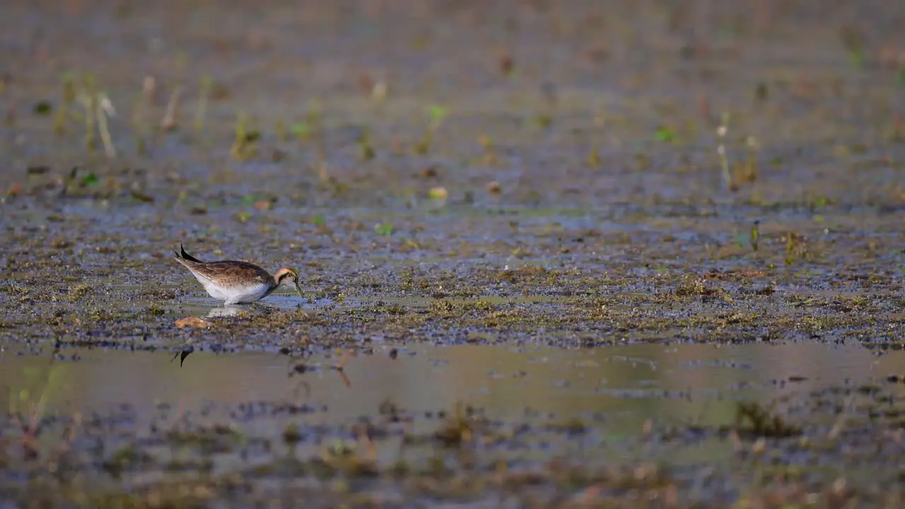 Pheasant tailed Jacana Bird in Wetland