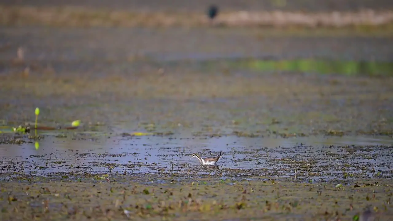 Young Bird Pheasant tailed jacana