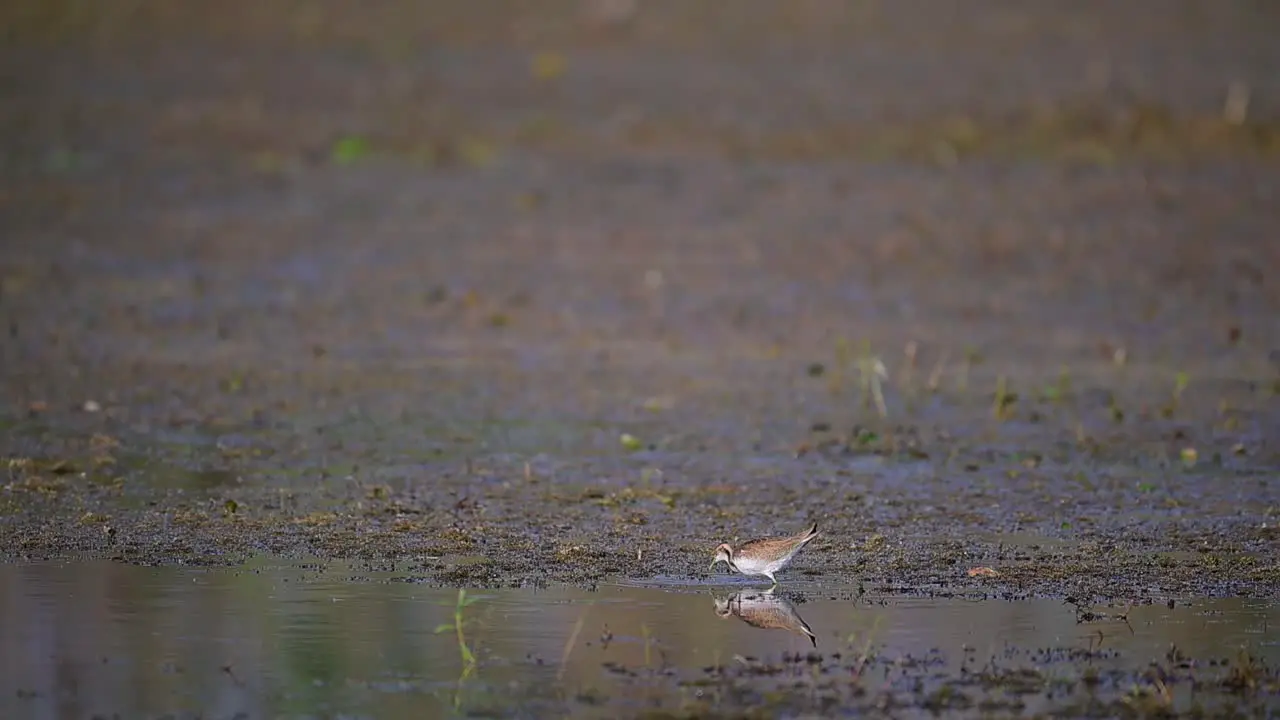 Pheasant tailed Jacana in wetland with reflection in water