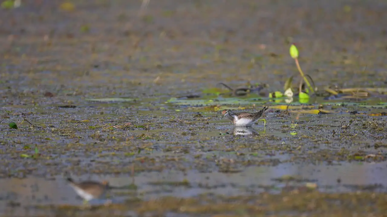 Pheasant-tailed Jacana Hydrophasianus chirurgus young Bird feeding