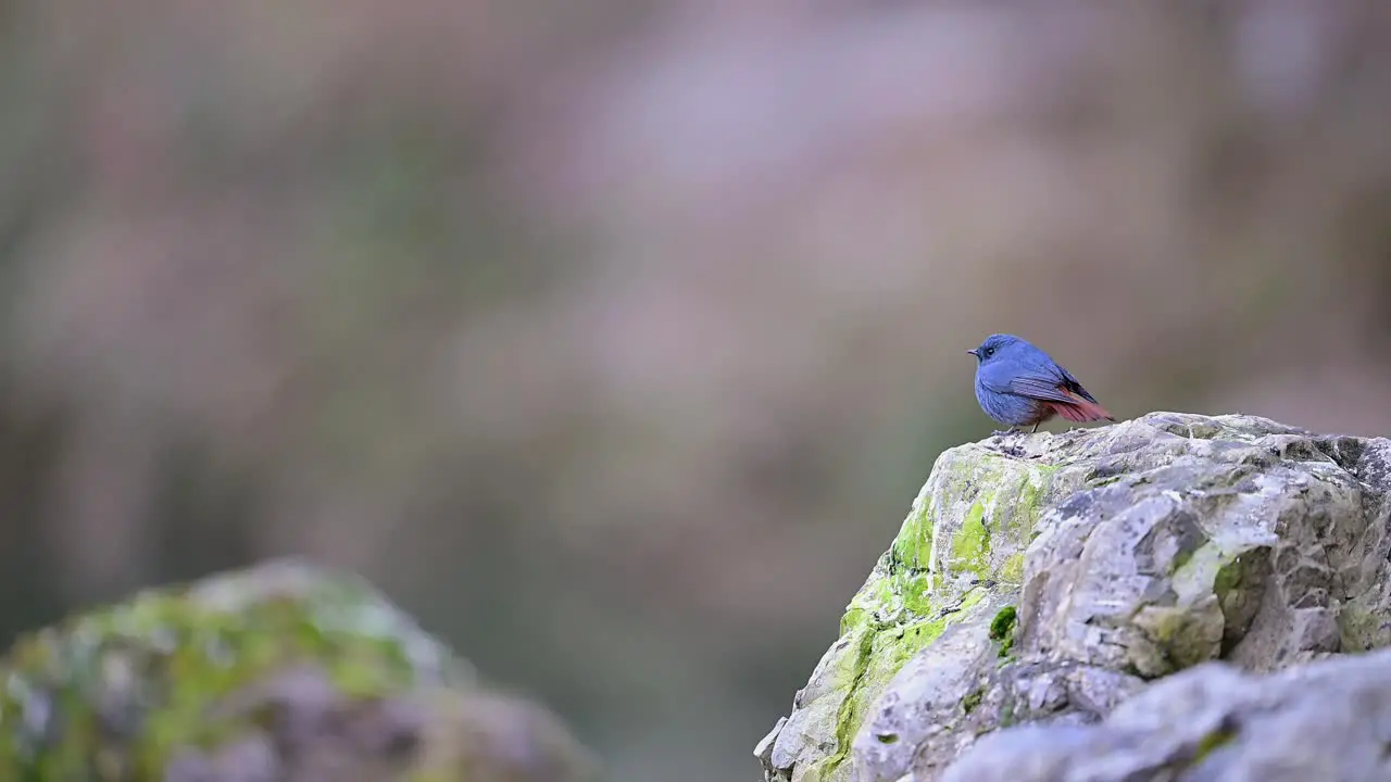 Plumbeous water redstart on Rock in Water Stream in Forest