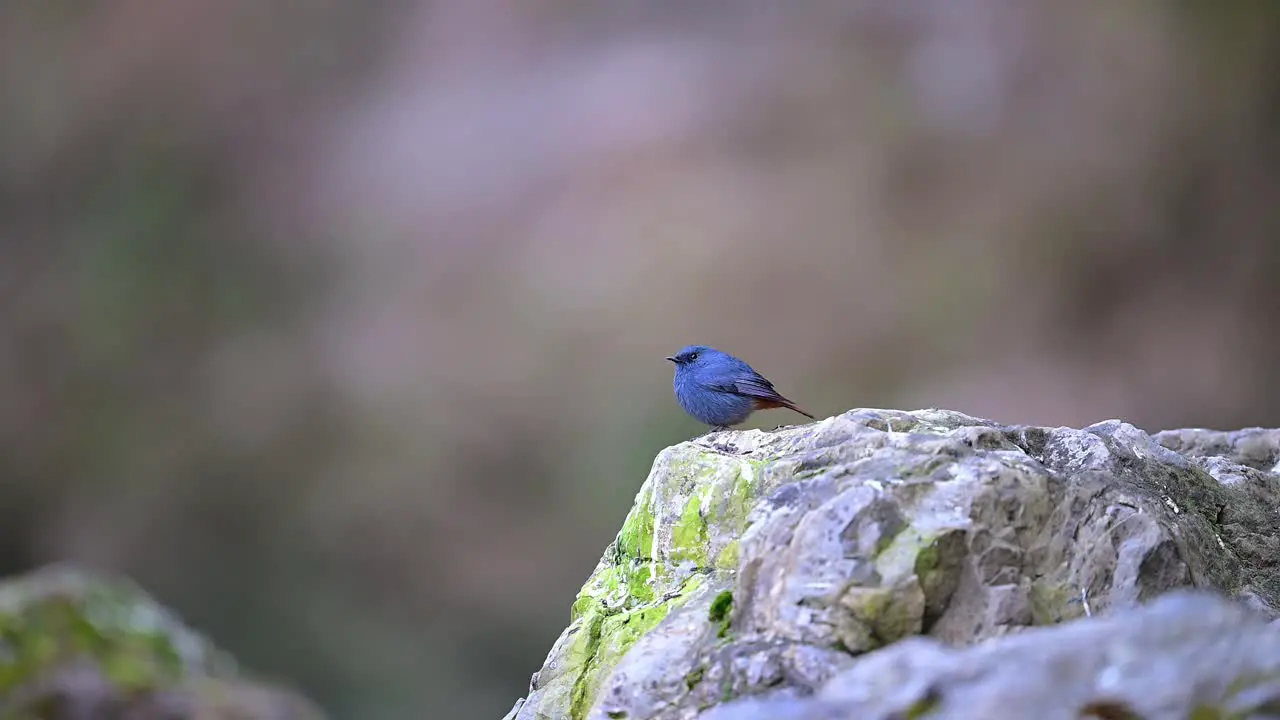 Plumbeous water redstart on Rock in Water Stream