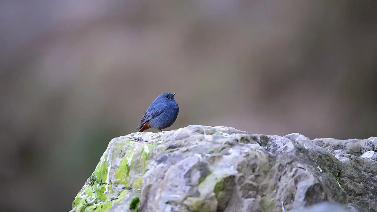 Plumbeous water redstart on Rock