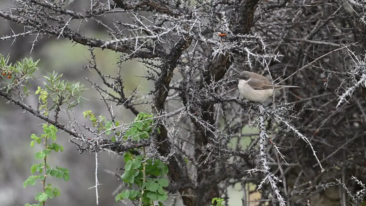 Common whitethroat feeding in forest