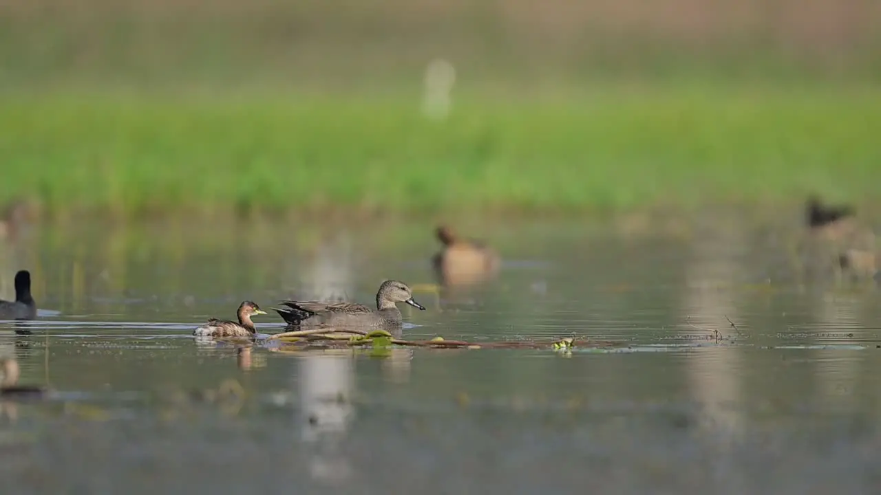 Gadwall Duck and Little Grebe Swimming in lake