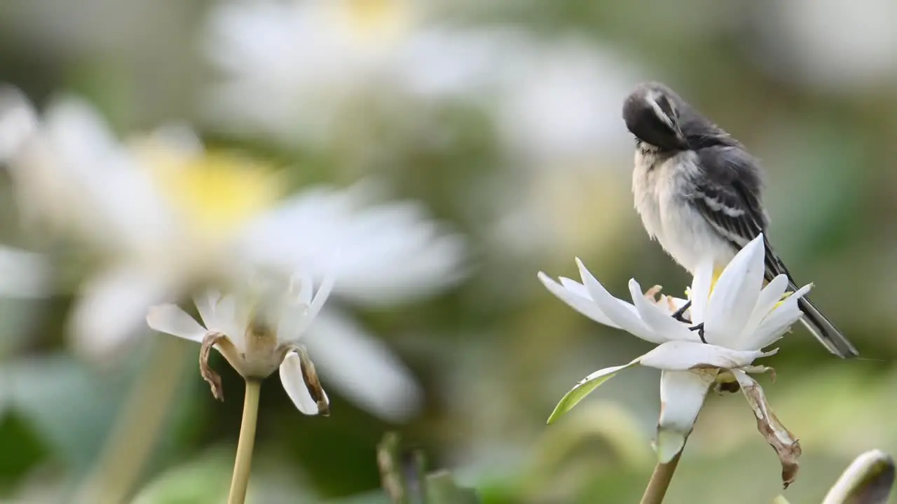 Grey wagtail Sitting on water lily flower in morning