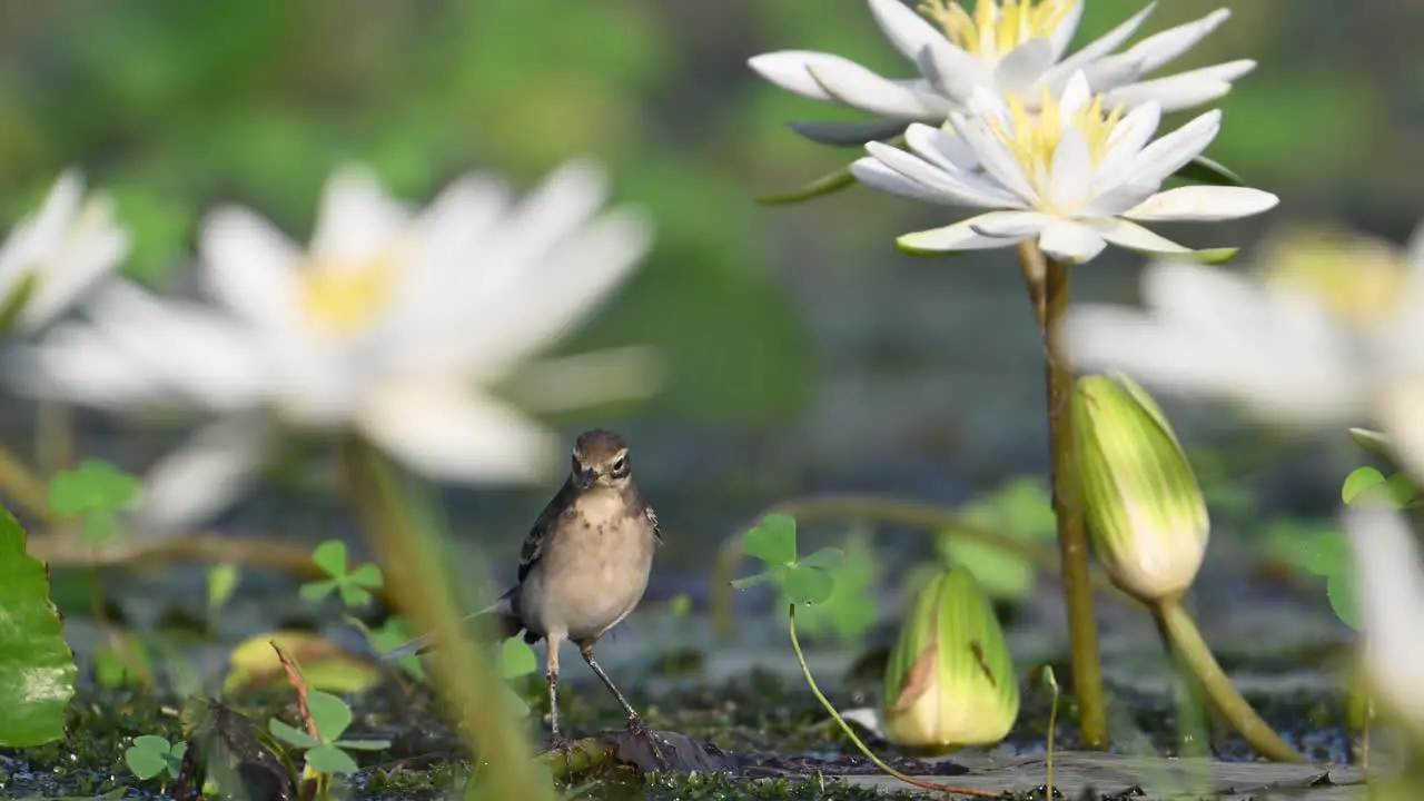 Grey Wagtail on Floating leaf in pond