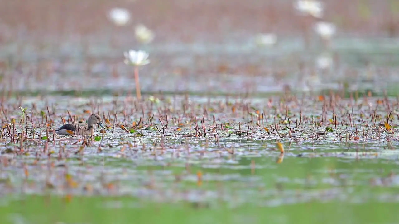 Pheasant-tailed jacana walking on aquatic vegetation for food