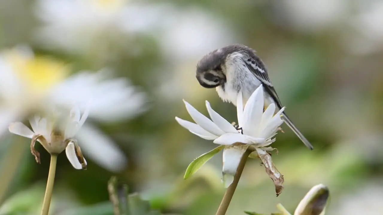 Closeup of Grey wagtail on water lily flower