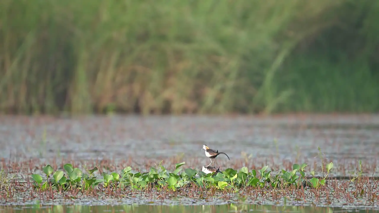 Pheasant tailed jacana matting in breeding Season in Lotus Flower Pond