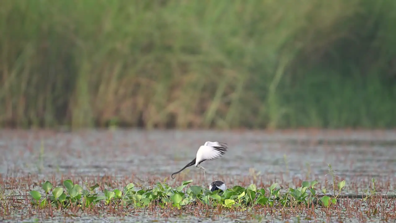 Pheasant tailed jacana matting in breeding Season in Nesting area