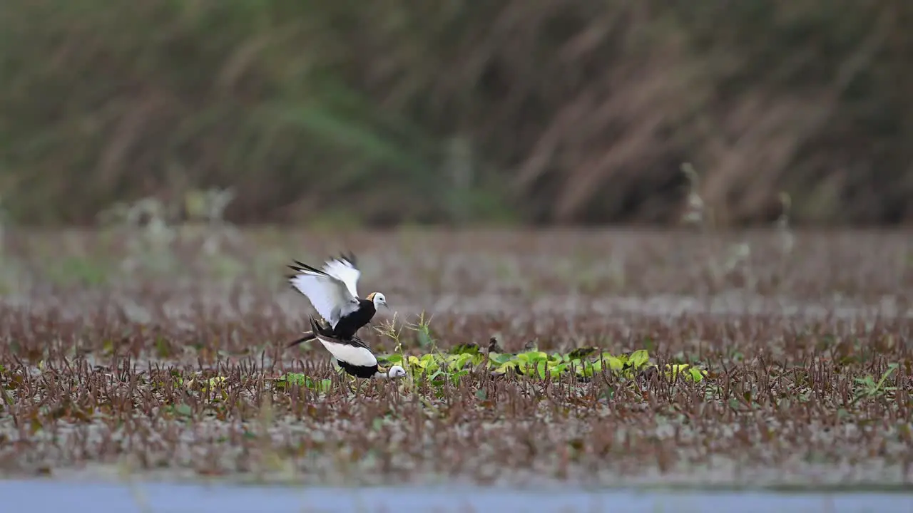 Pheasant tailed jacana matting in breeding Season near nest