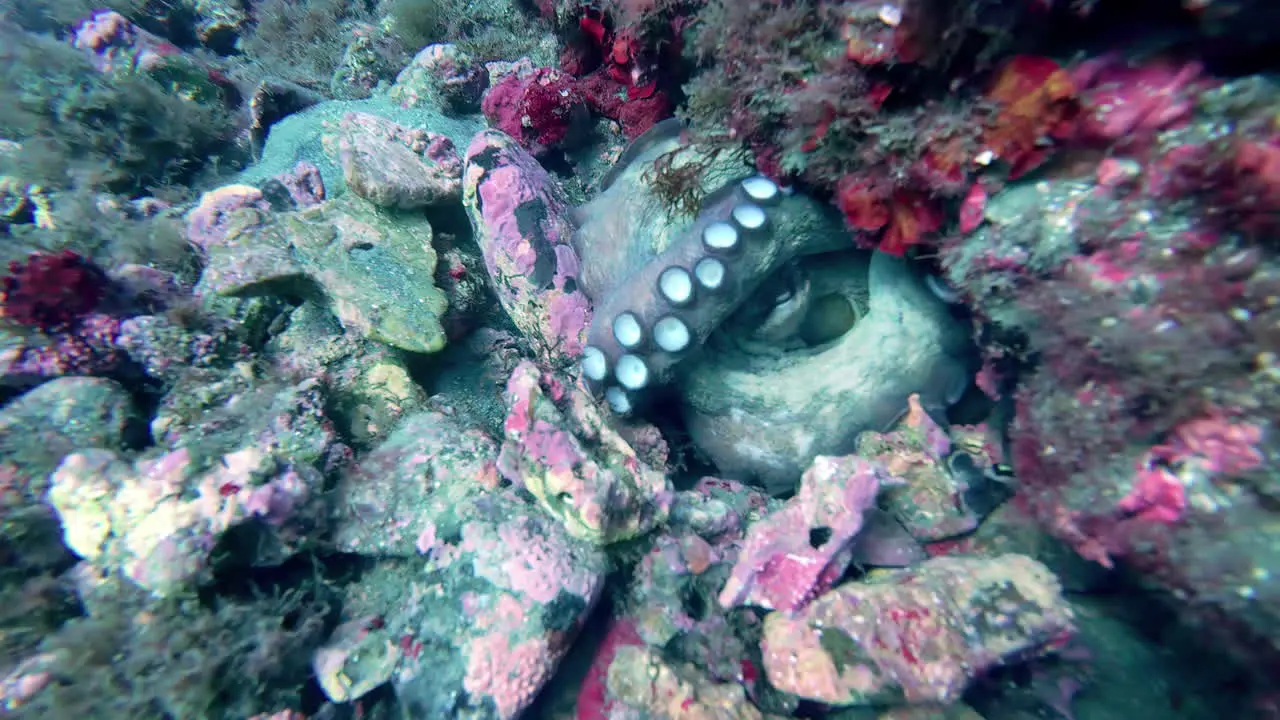 Close up shot of octopus surrounded by coral reef on the ocean floor