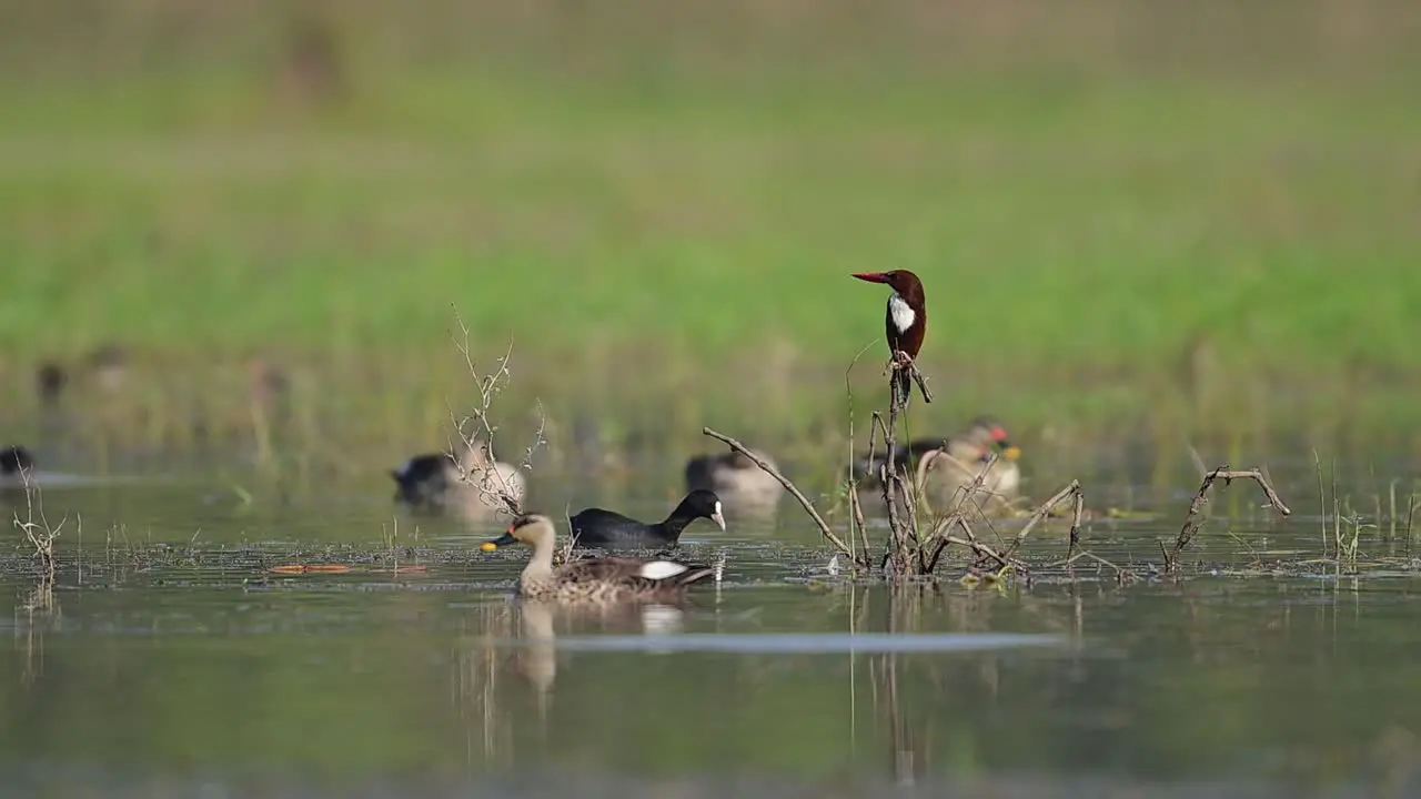 White Breasted king fisher perching in Morning