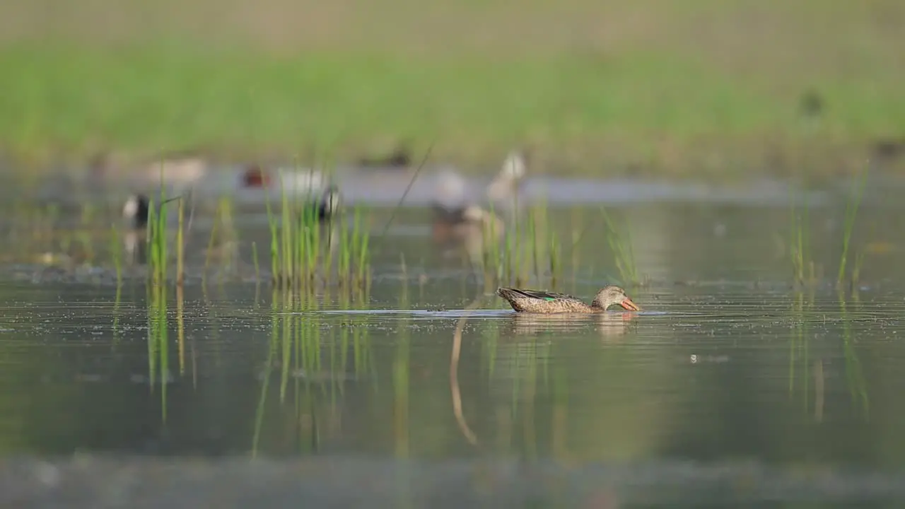 Northern shoveler duck Feeding with other Ducks