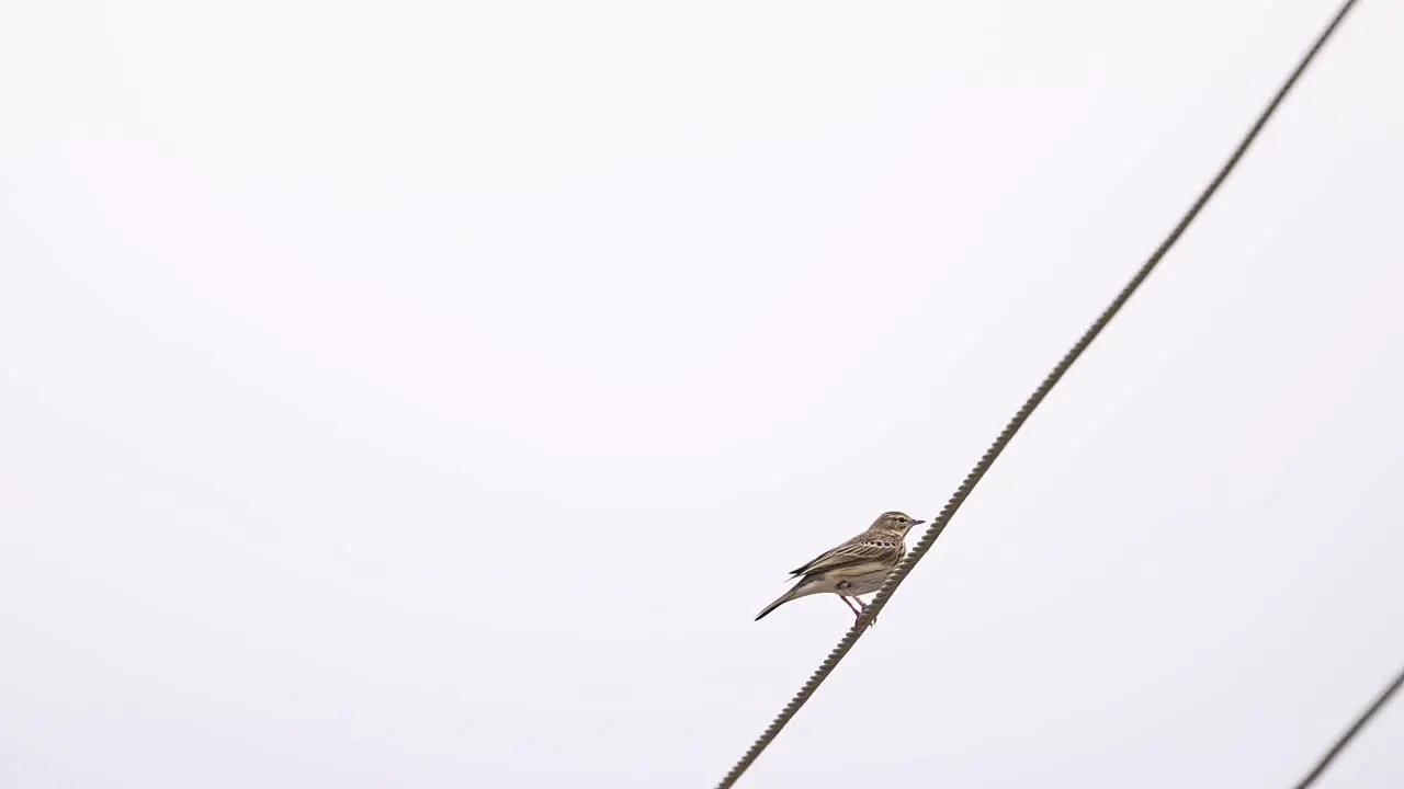 Tree pipit -Anthus trivialis Sitting on Wire