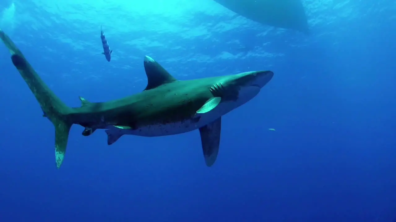 Great White Shark swimming around divers