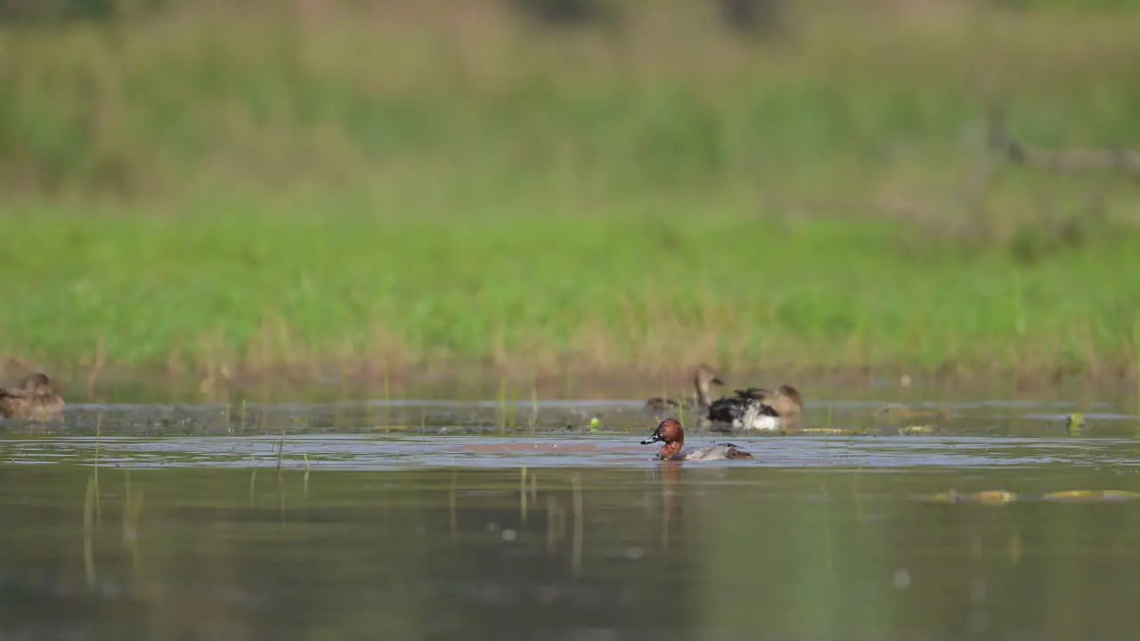 Common Pochard Feeding  Nature background