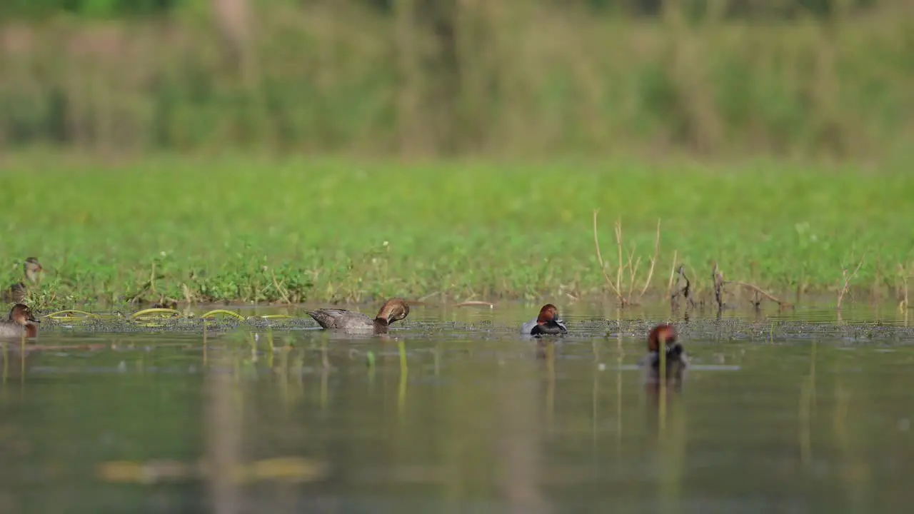 Common pochard ducks feeding in wetland