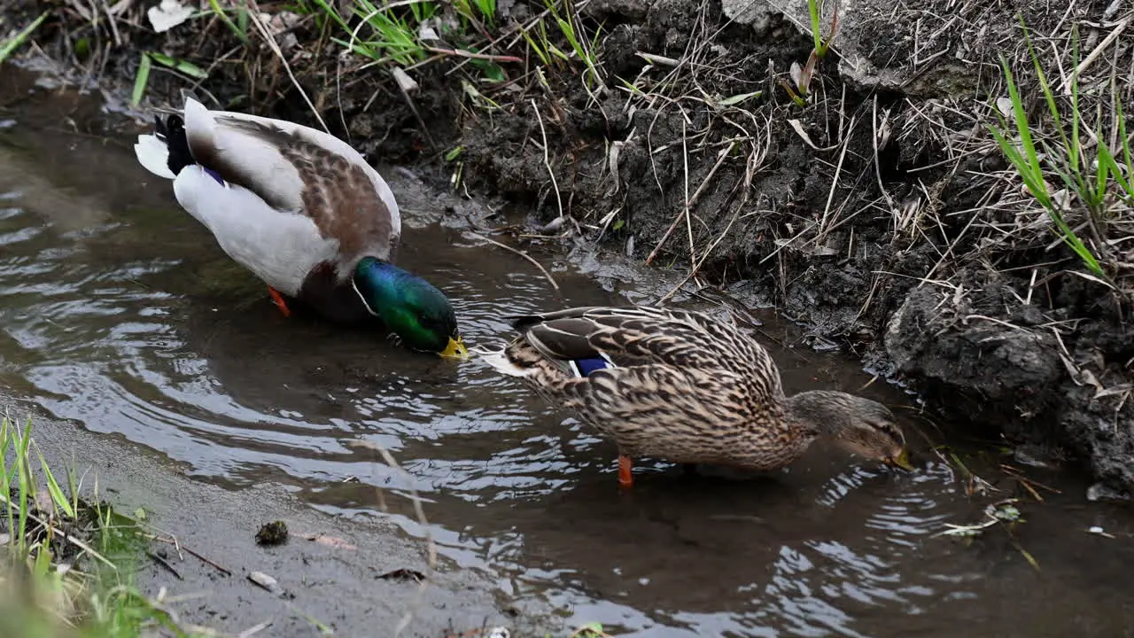 Mallard duck couple walking in the water