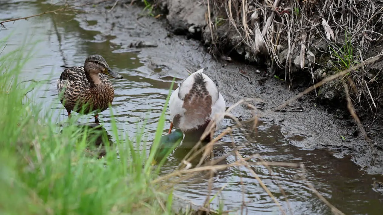 Mallard duck couple eating in the water