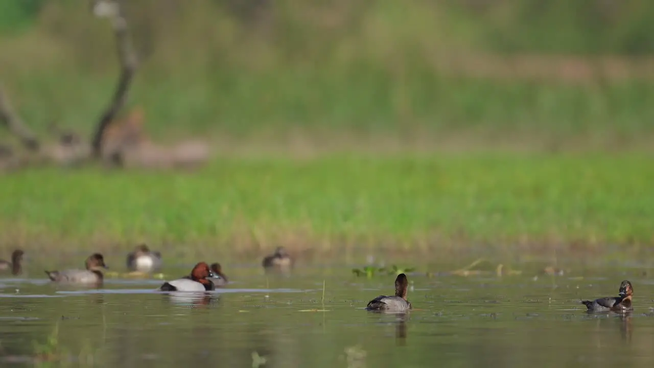 Flock of Common Pochard