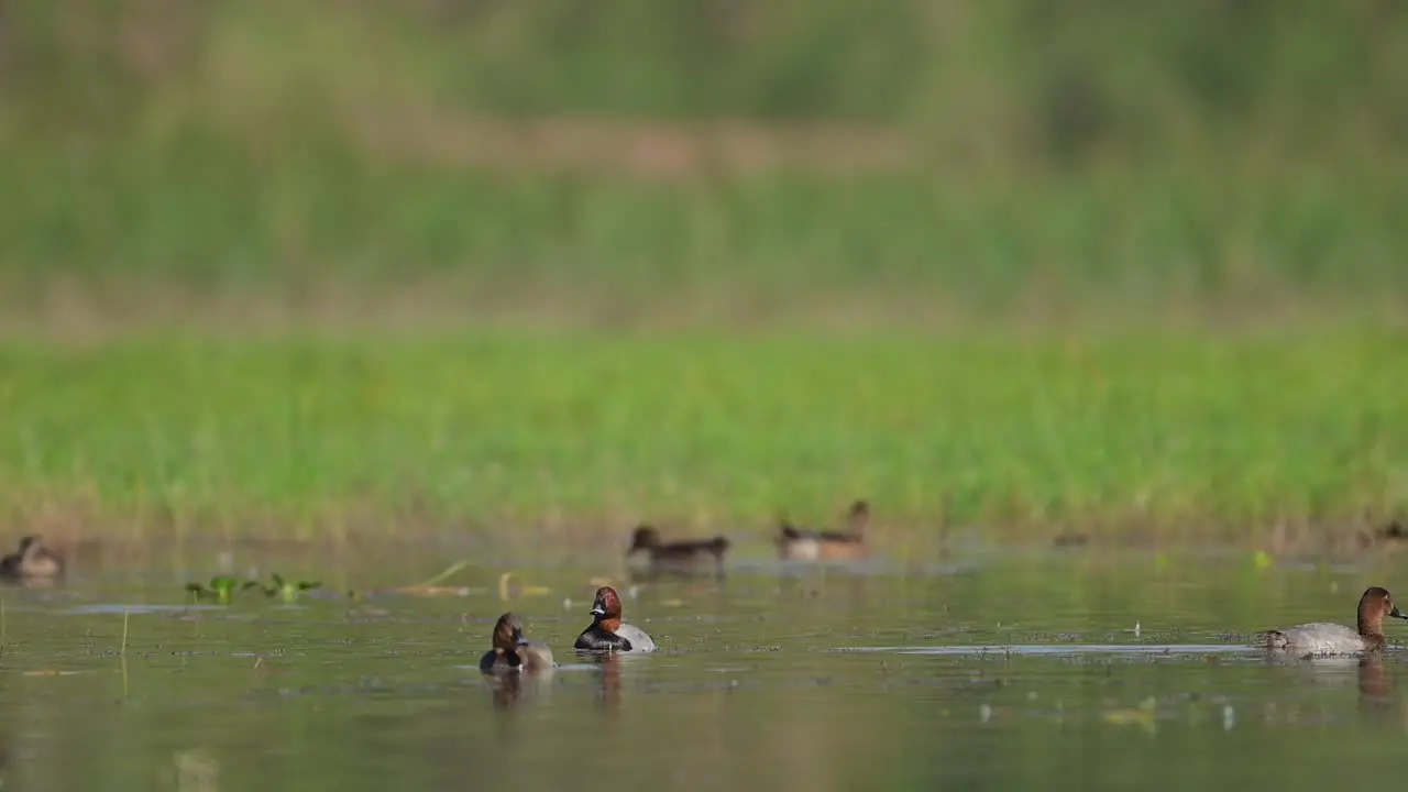 Swiming duck Common Pochard in wetland