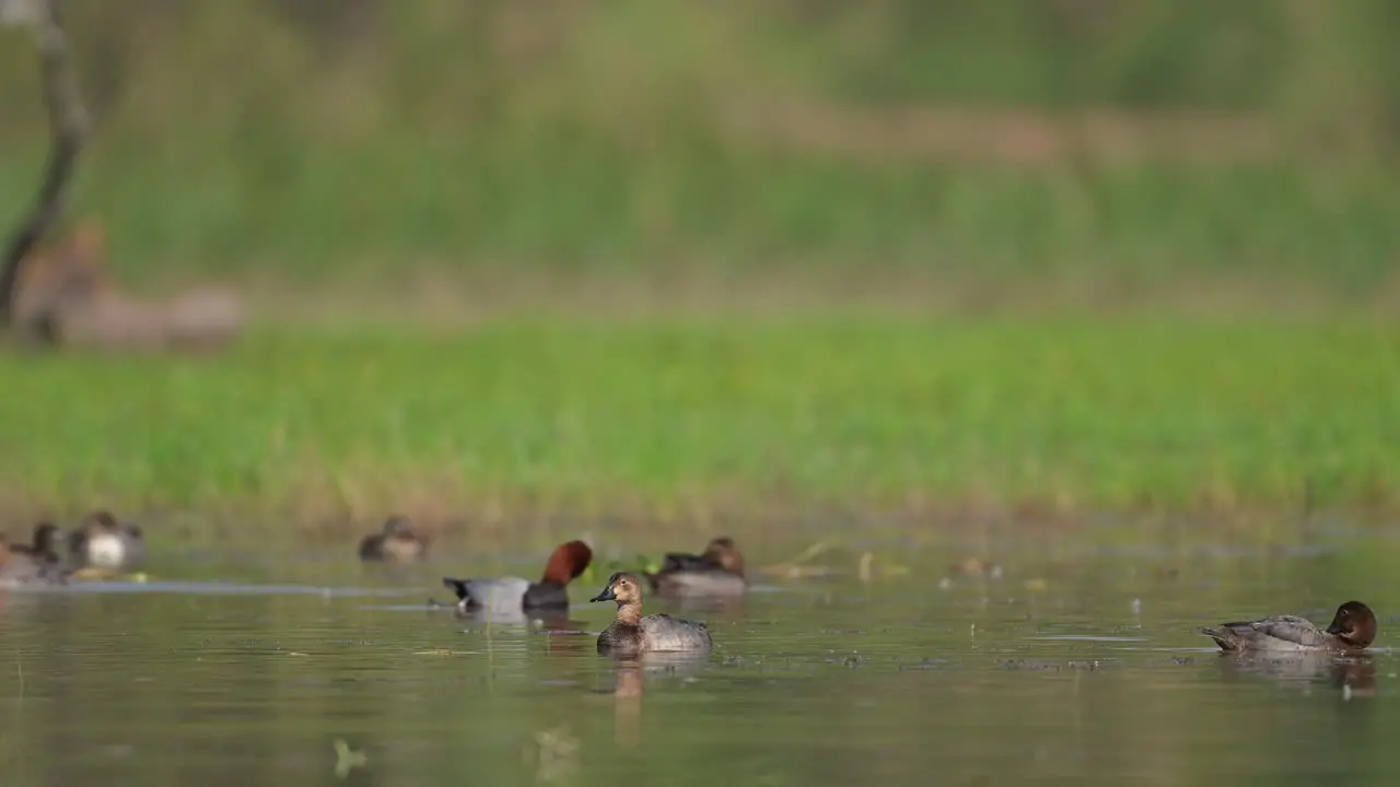 Flock of Common Pochards in wetland