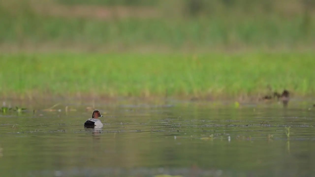 Male Pochard duck on the Lake