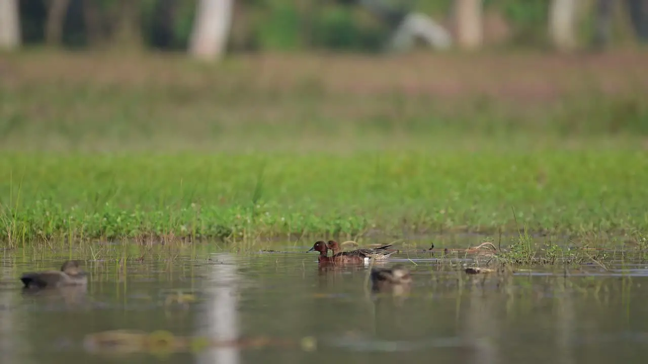 Tufted Duck and Gadwall Swimming in Water