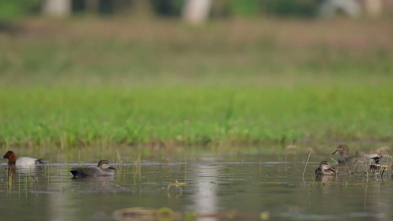 Gadwall Duck and Common Pochards in Wetland