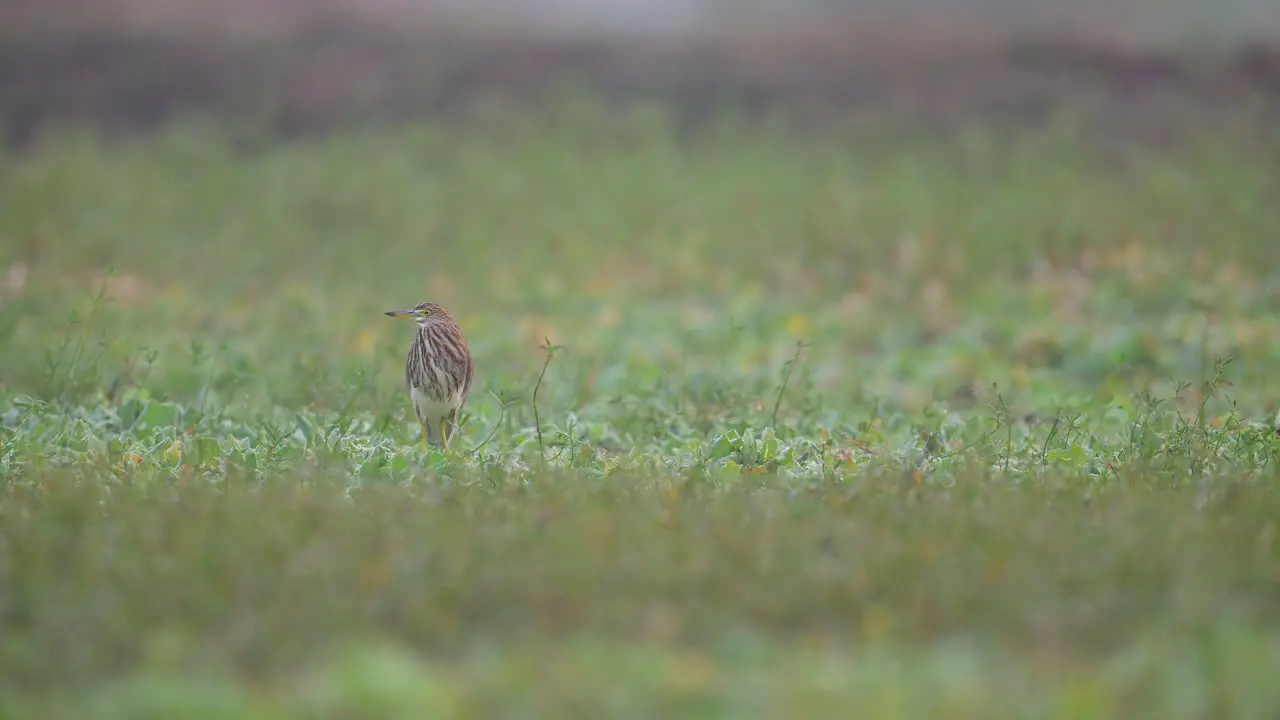 Indian Pond Heron in Wetland