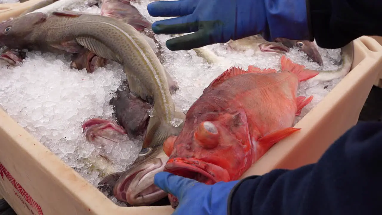 Unloading fish at the port of Grímsey in Iceland with a fisherman explaining the danger of the red fish