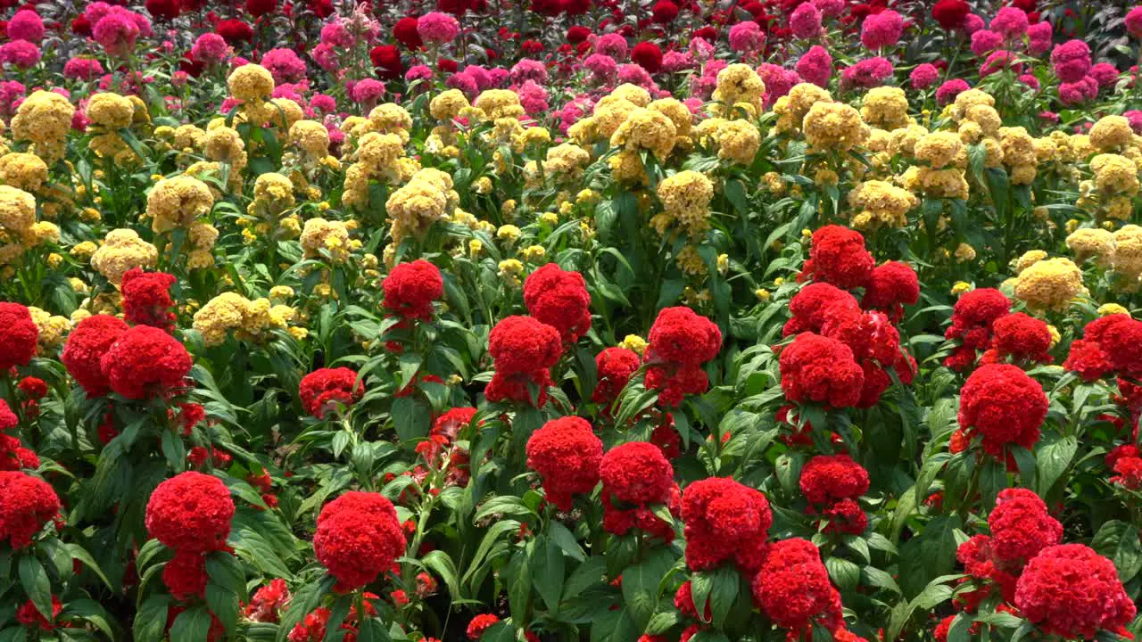 A panning view of a field of colorful flowers in the daytime