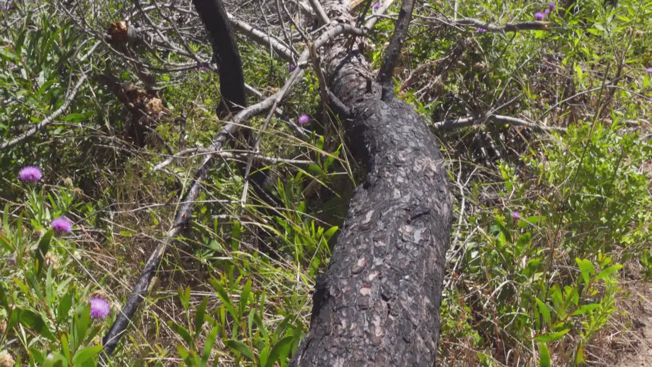 Panning Up Shot of a Burned and Fallen Down Tree after a Wildfire in Portugal with new vegetation growing again