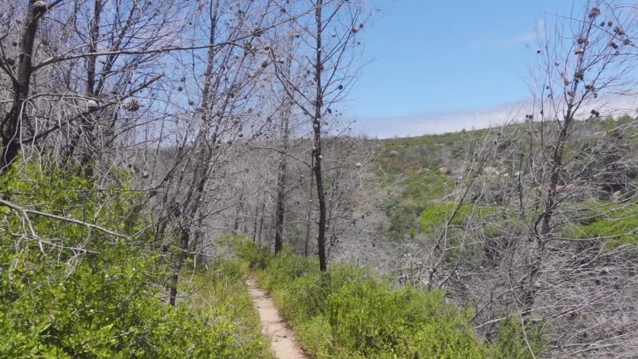 A Panning Shot of Burned Trees after a Wildfire with new vegetation growing in Parque Natural Sintra-Cascais in Portugal