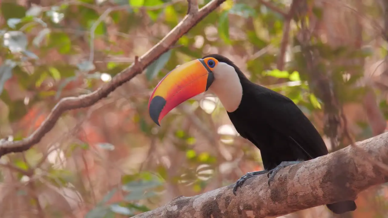 Beautiful toucan in Pantanal drought after wildfires