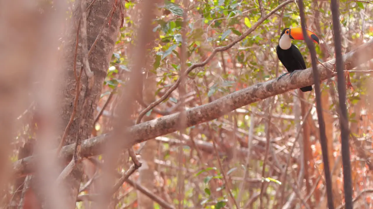 Toco toucan in Pantanal during wildfires dead vegetation