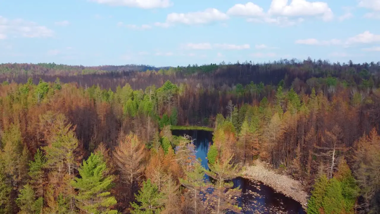 aerial hovering over pristine wilderness in the northern woods that were partially affected by large wildfires