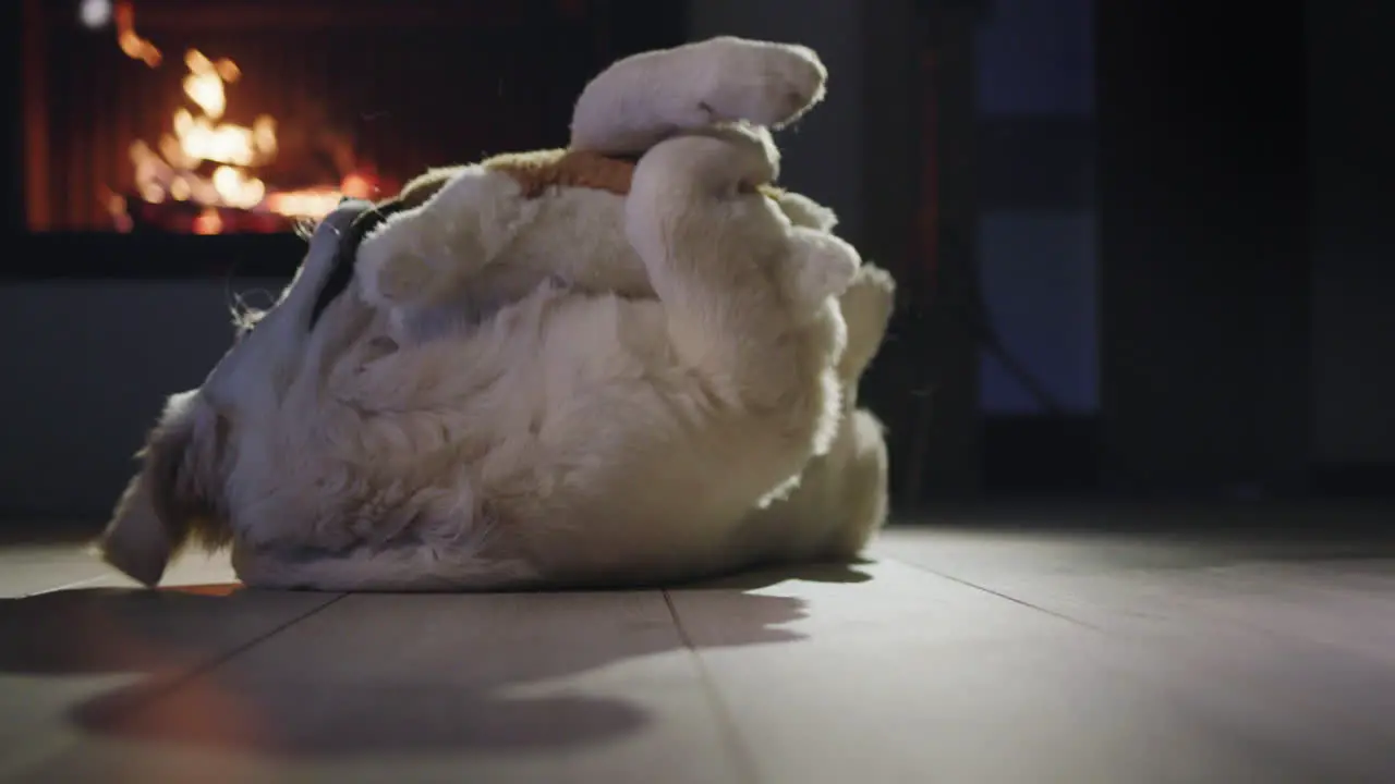 Cool golden retriever plays with a plush puppy lies on the floor against the backdrop of a burning fireplace