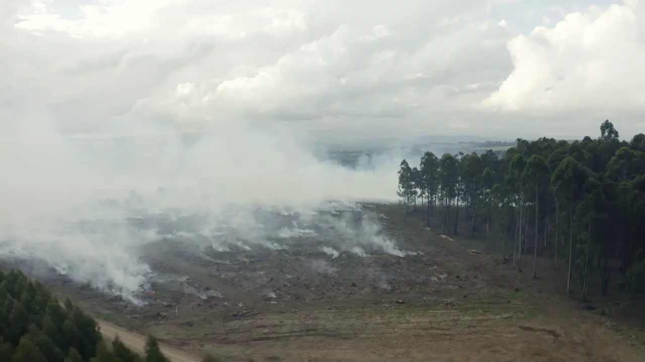 Controlled Fire At A Forest