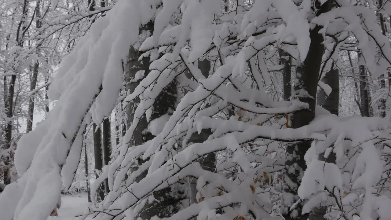 Snowy forest