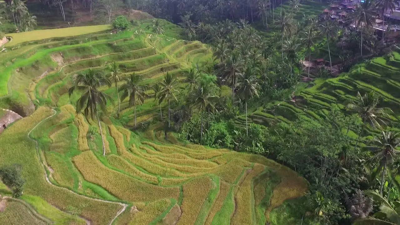 Aerial Footage Of Terraced Fields With Rice And Small Village In Bali Indonesia