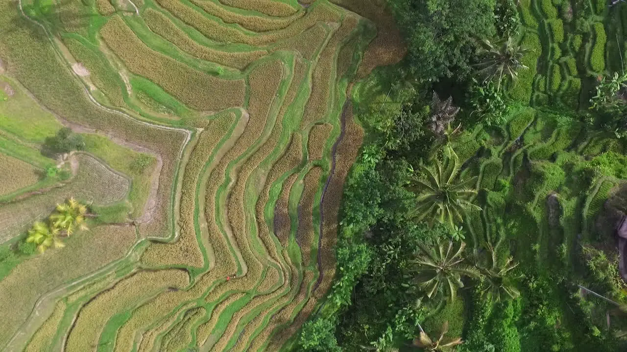 Aerial Footage With Drone Of Verdant Terraced Rice Paddies In Bali