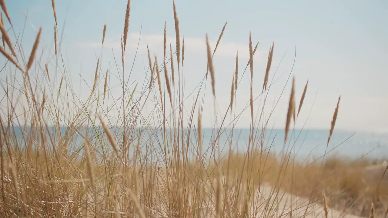 Beach grass growing on a sandy beach in the summer